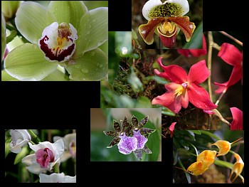 Download Love of Orchids wallpaper