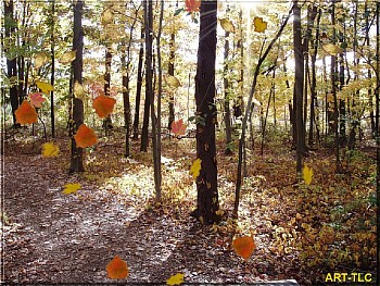 Download Falling Leaves II wallpaper