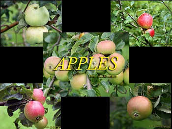 Download Apples wallpaper
