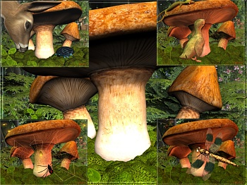 Download Mushroom Visitors wallpapers