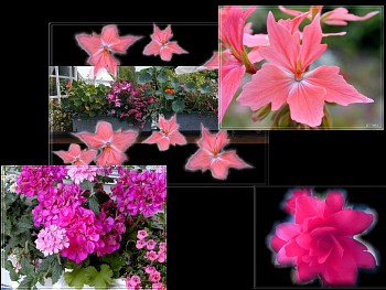 Download Pink Bouquet wallpaper