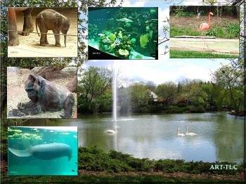 Download Columbus Zoo wallpaper